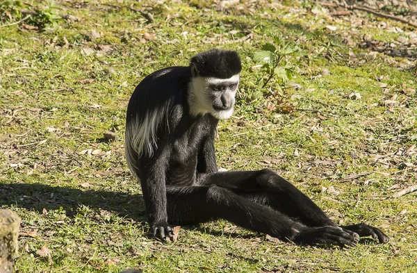 Mono colobo — Foto de Stock