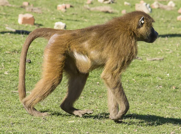 Wandelen baviaan — Stockfoto