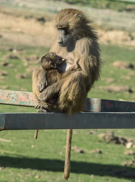 Mor och baby babian — Stockfoto