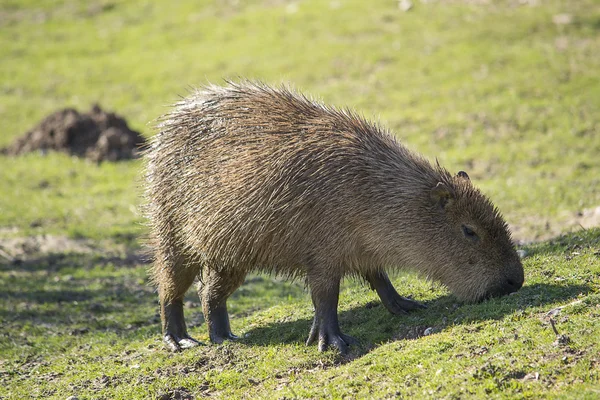 Capibara. — Foto de Stock