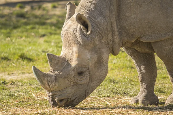 Rhino eating — Stock Photo, Image