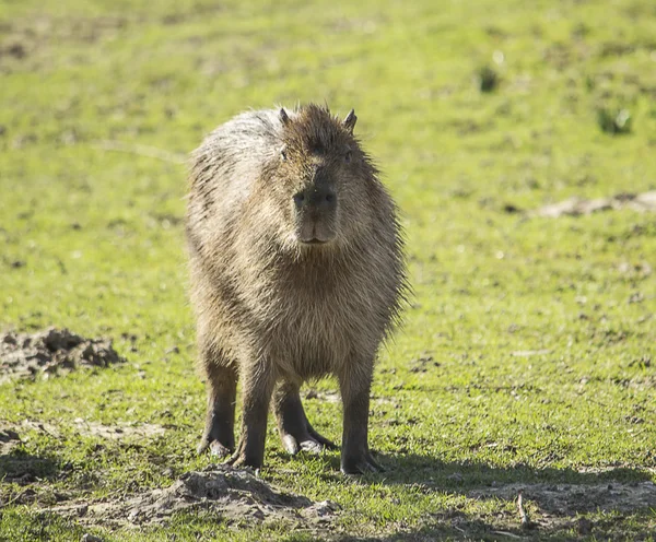 Capibara. — Foto de Stock