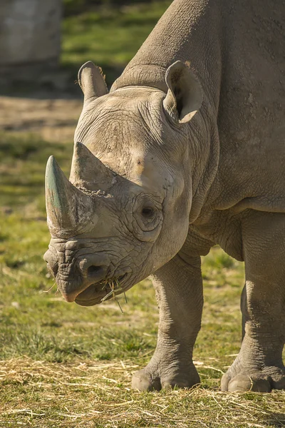 Rhino porträtt — Stockfoto