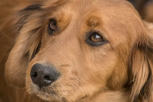 Retrato de un cachorro Daschund mix — Foto de Stock