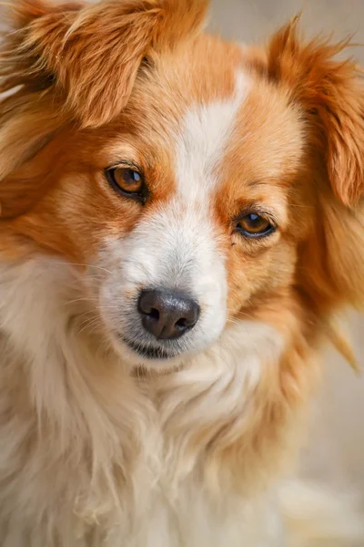 Portrait d'un chien croisé mignon — Photo