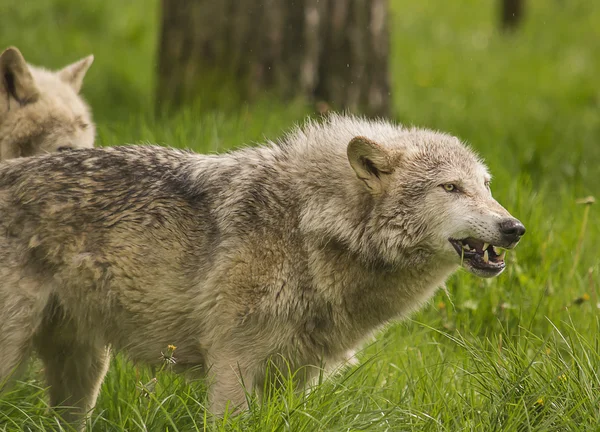 Timber wolf — Zdjęcie stockowe