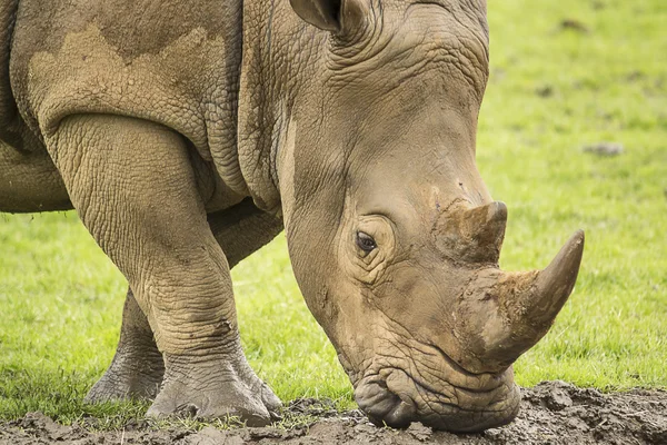 Breitmaulnashorn — Stockfoto