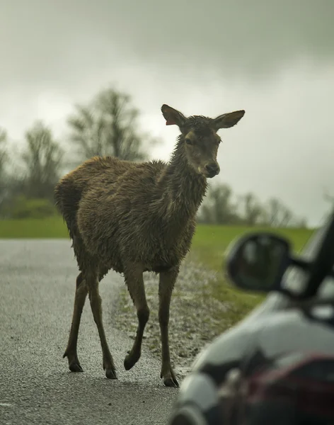 Bir arabanın önüne geyik — Stok fotoğraf