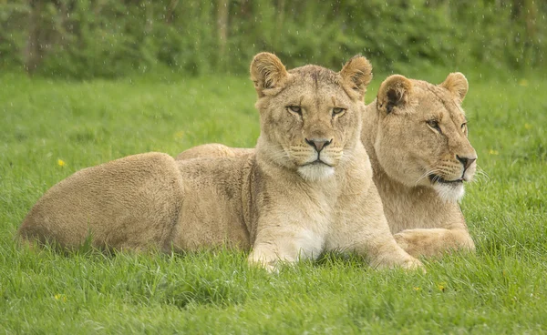 Dos leones hembra —  Fotos de Stock