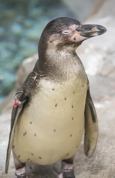 Pinguim bonito — Fotografia de Stock