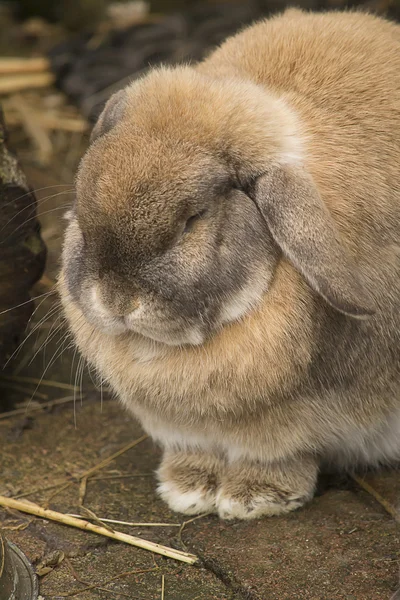 Tired lop rabbit — Stock Photo, Image