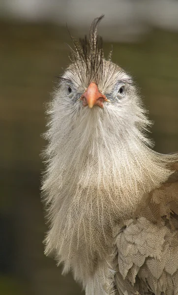 Rotbeiner-Sereima — Stockfoto