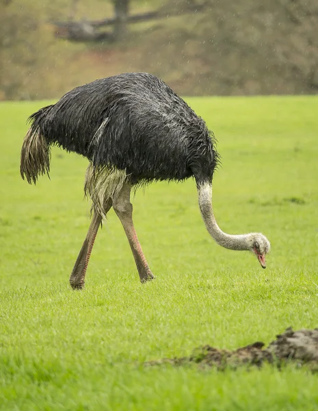 Ostrich eating grass — Stock Photo, Image