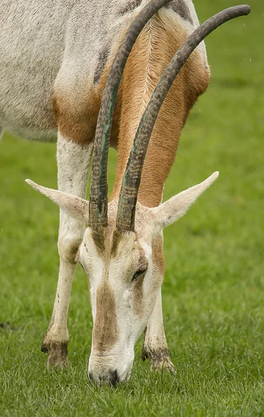 Oryx antelope — Stock Photo, Image