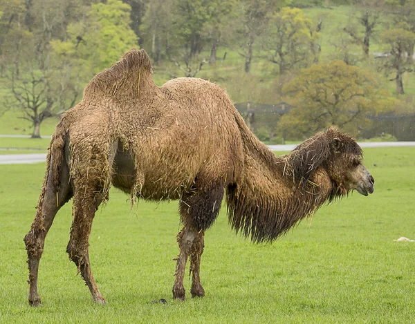 Camello bacriano — Foto de Stock