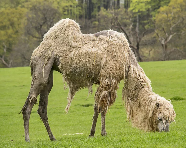 Camello bactriano blanco — Foto de Stock