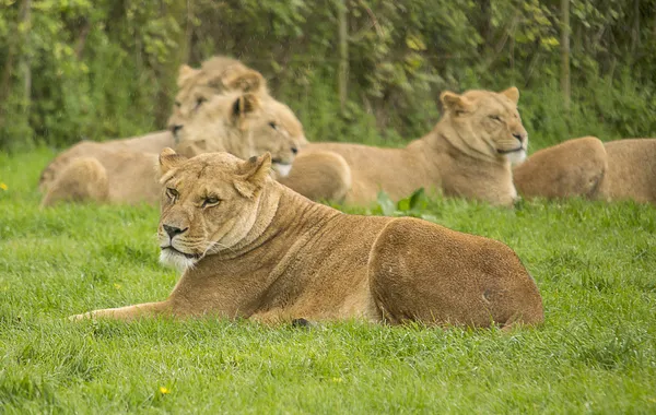 Löwenweibchen — Stockfoto