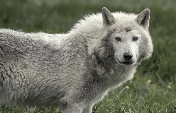 Lobo de madera — Foto de Stock