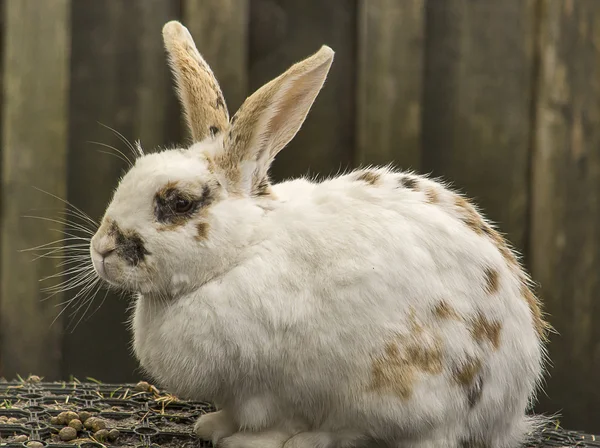 Rabbit — Stock Photo, Image