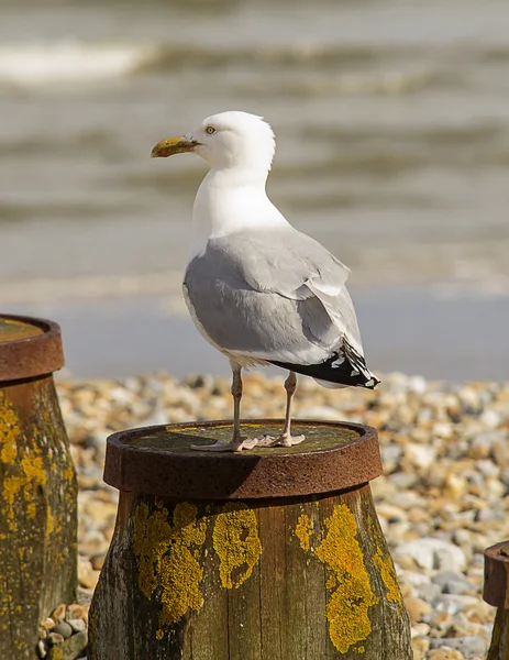 Gaviota —  Fotos de Stock