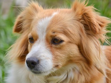 çapraz-breed köpek