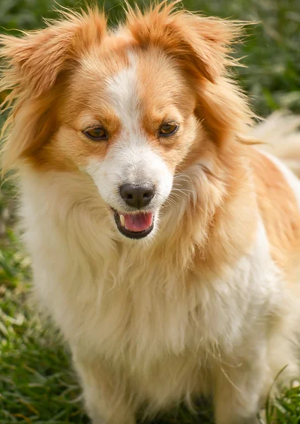 Portrait d'un chien mignon — Photo