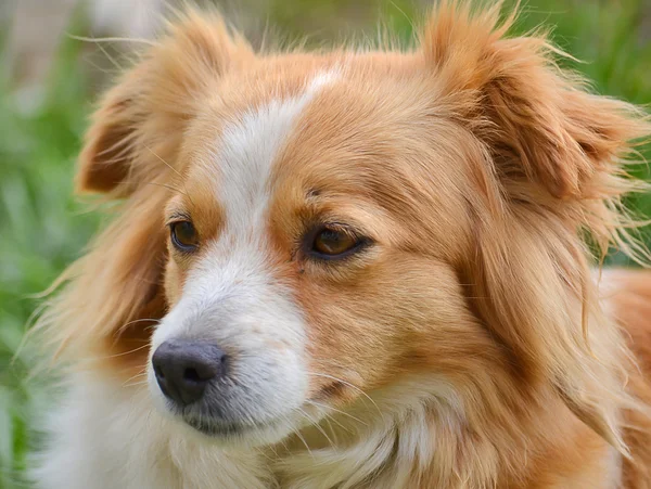 クロス品種のかわいい犬 — ストック写真