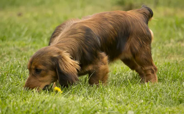 izleme, koklama köpek