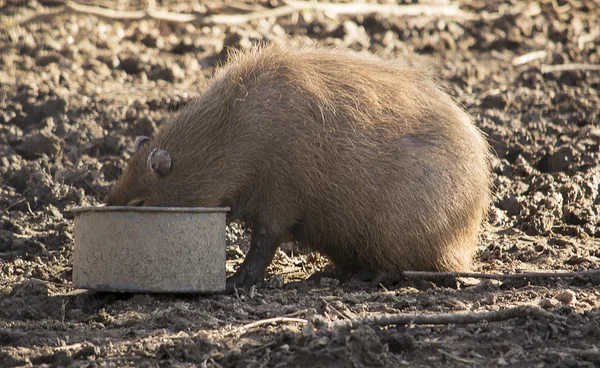 Capybara comiendo — Foto de Stock