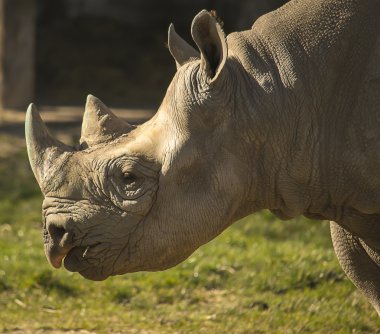 Rhino portre