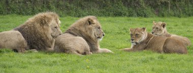 Yağmurda oturan aslanlar