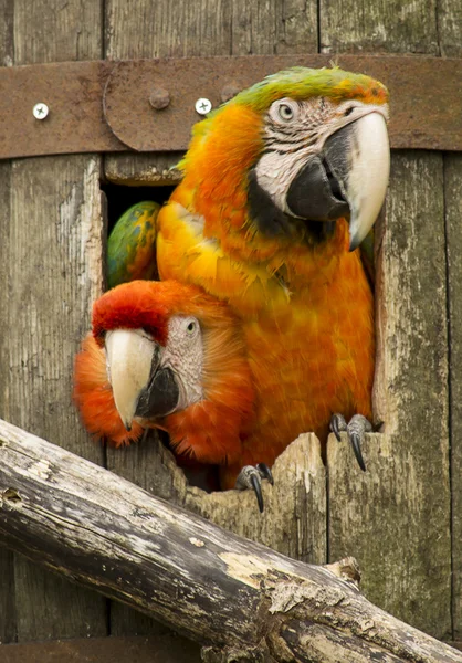 Aras perroquets — Photo