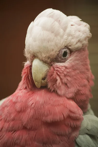 Pink cockatoo — Stock Photo, Image