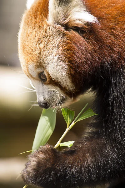 Panda czerwony jedzenie — Zdjęcie stockowe