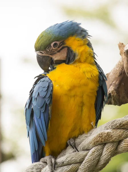 Macaw parrot — Stock Photo, Image