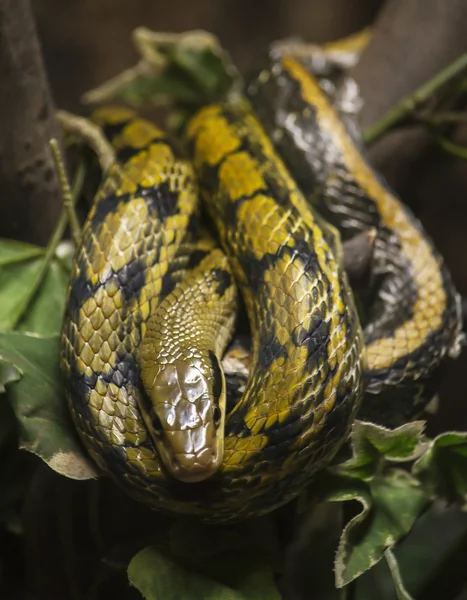 Python snake Stock Image