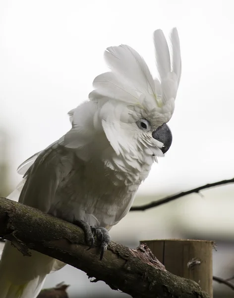 White cockatoo parrot — Stock Photo, Image
