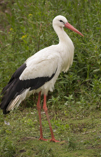 White stork