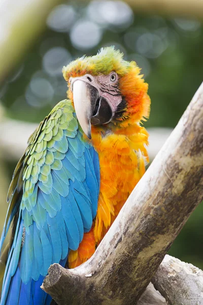 Macaw parrot — Stock Photo, Image