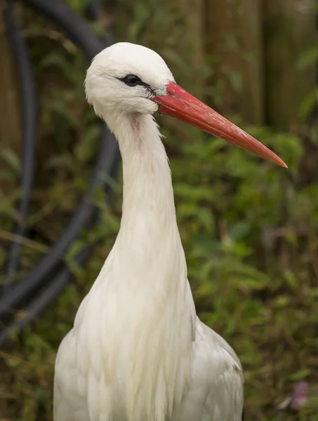 White stork — Stock Photo, Image