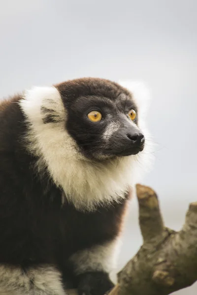 Černý a bílý načechraný lemur — Stock fotografie