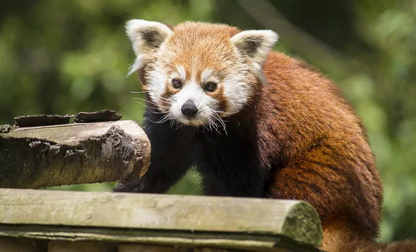 Panda czerwona — Zdjęcie stockowe