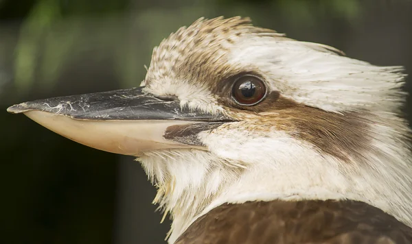 Kookaburra — Stock Fotó