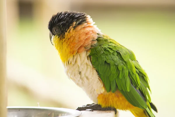 Caique de cabeça preta — Fotografia de Stock