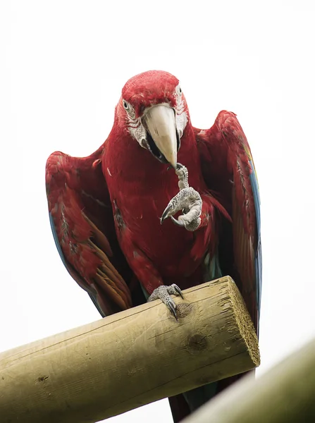 Červený papoušek papoušek — Stock fotografie