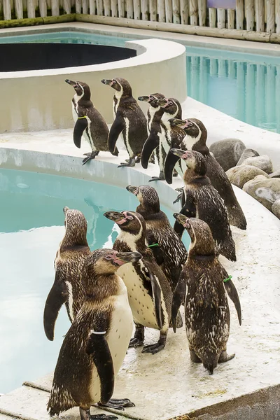Pinguins em uma piscina — Fotografia de Stock