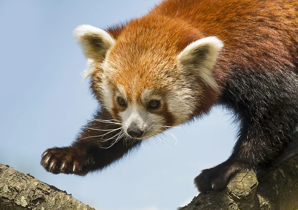 Red panda — Stock Photo, Image