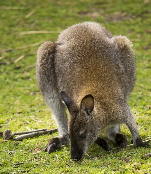 Irmawallabie — Stockfoto