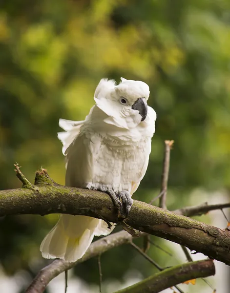 Beyaz kakadu papağan — Stok fotoğraf