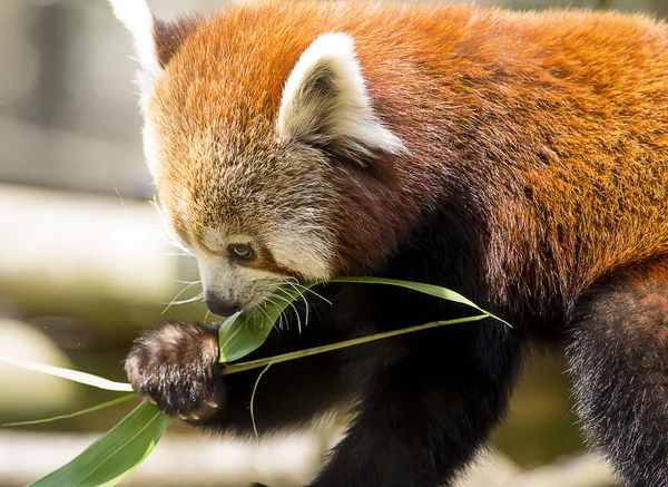 Red panda eating — Stock Photo, Image